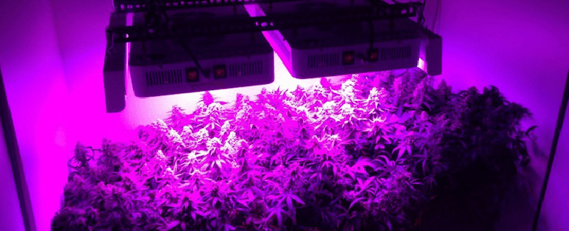 LED Growing Light And Grow Light Strips